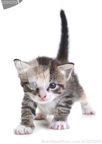 Image of Kitten on White Background