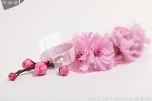 Image of Pink Cherry Blossom on White