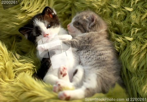 Image of Kittens Outdoors in Natural Light