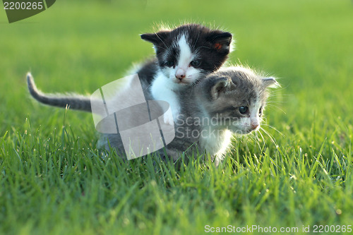 Image of Kittens Outdoors in Natural Light