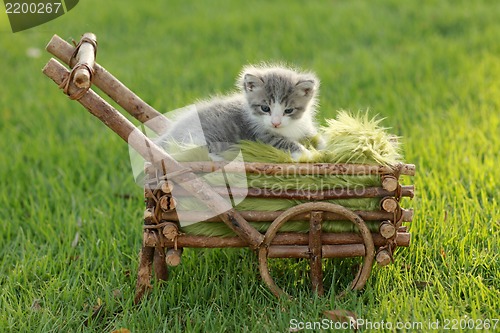 Image of Baby Kitten Outdoors in Grass