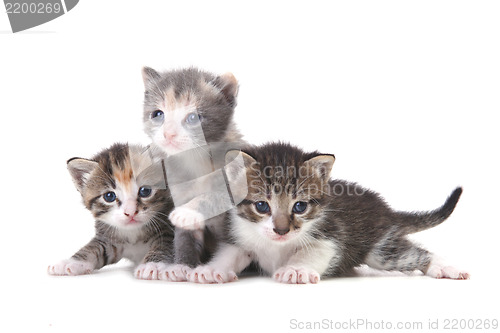 Image of Three Baby Kittens on a White Background