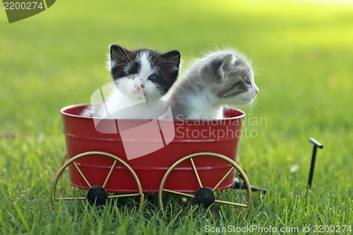 Image of Kittens Outdoors in Natural Light
