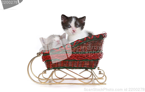 Image of Kittens in a Santa Christmas Sleigh 