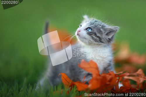 Image of Baby Kittens Playing Outdoors in the Grass