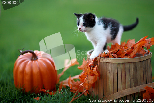 Image of Baby Kittens Playing Outdoors in the Grass