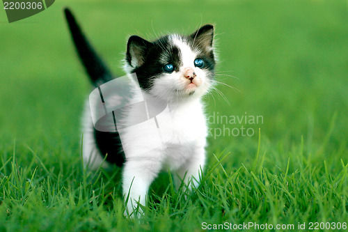 Image of Little Kitten Outdoors in Natural Light