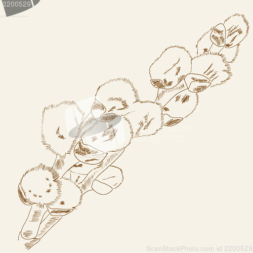 Image of Floral background with pussy willow (catkin). Vector illustratio