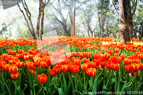 Image of Orange Tulip