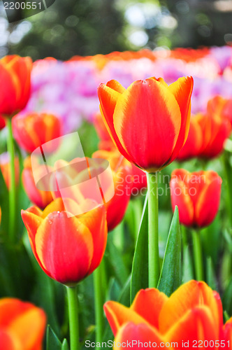 Image of Orange Tulip