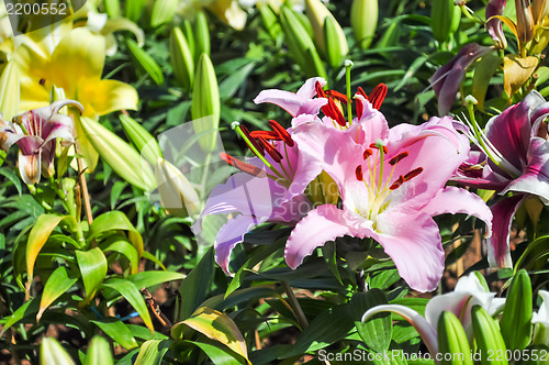 Image of Lily Flower