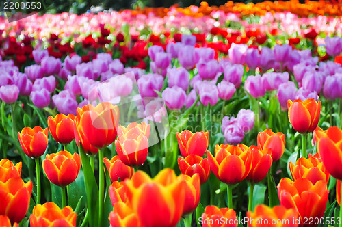 Image of Colorful Tulip Field