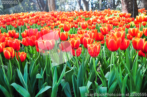 Image of Orange Tulip