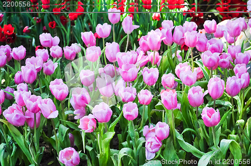 Image of Pink Tulips