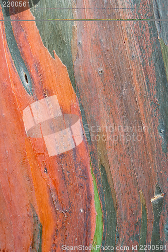 Image of Eucalyptus Tree Bark