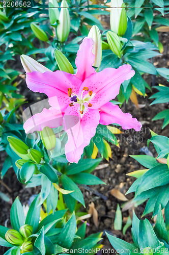Image of Lily Flower