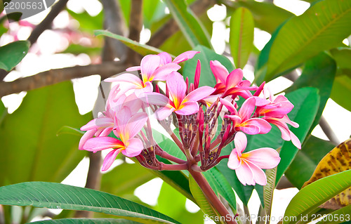 Image of Pink Frangipani Flowers