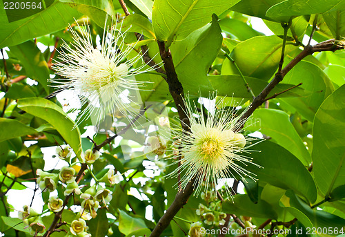 Image of Rose Apple Flower