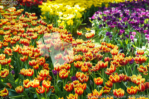 Image of Colorful Tulip Field