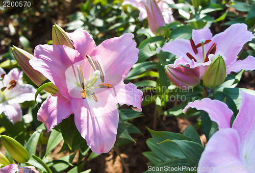 Image of Lily Flower