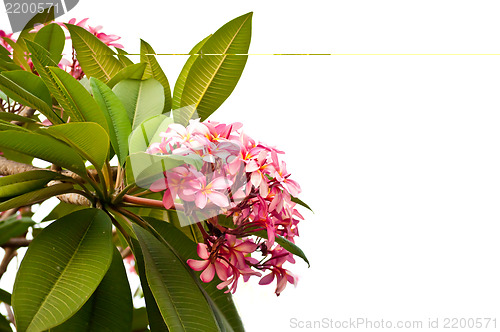Image of Pink Frangipani Flower