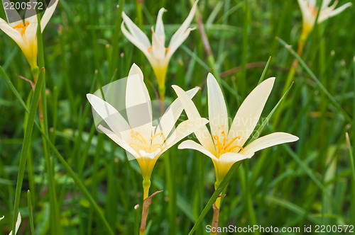 Image of White Rain Lily