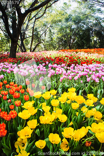 Image of Colorful Tulip Field