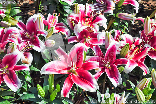 Image of Lily Flower