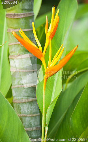 Image of Bird of Paradise Flower