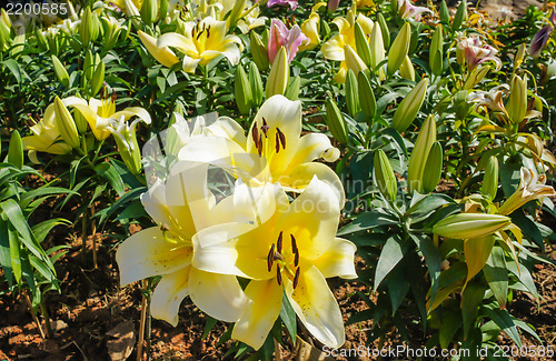 Image of Lily Flower