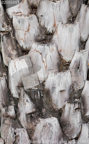 Image of Oil Palm Tree Bark