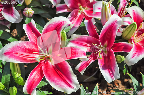 Image of Lily Flower