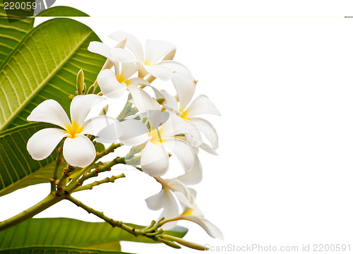 Image of White Frangipani Flower