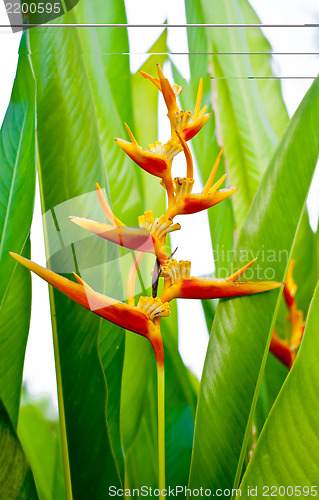 Image of Bird of Paradise Flower