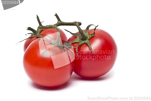 Image of Plum tomatoes with leaves on white background