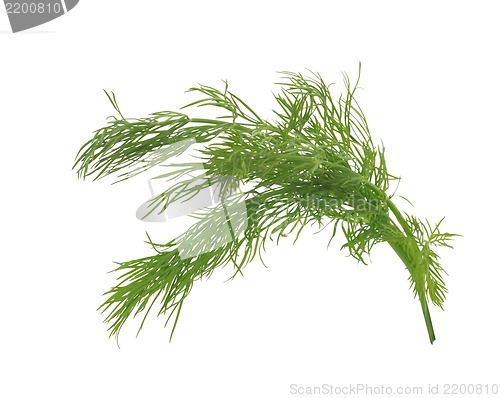 Image of Fresh dill