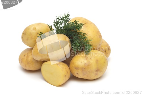 Image of potato isolated on white background close up