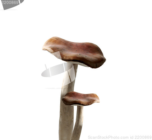 Image of Mushrooms