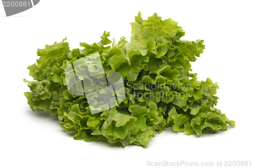 Image of Selection of fresh mixed green salad leaves