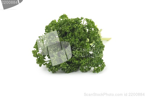 Image of Bunch of fresh green parsley isolated on white background