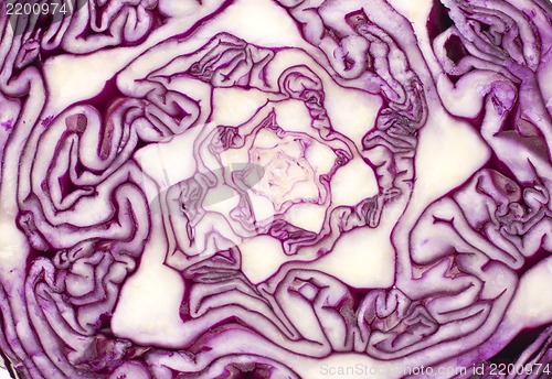 Image of Close Up on Red Cabbage
