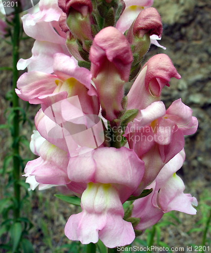 Image of Pink it