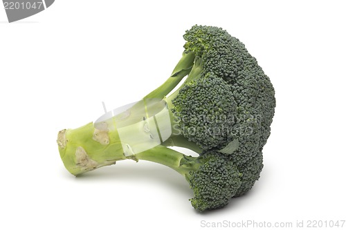 Image of Broccoli isolated on white background