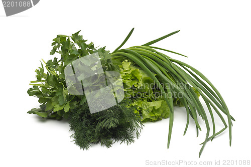 Image of fresh green grass parsley dill onion herbs mix