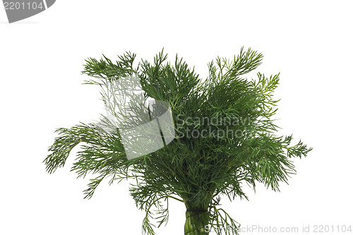 Image of Fresh dill