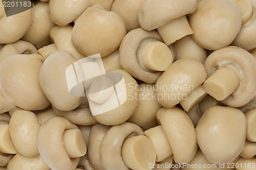 Image of Mushrooms seamless background.