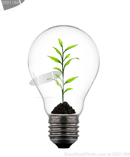 Image of plant growing inside the light bulb