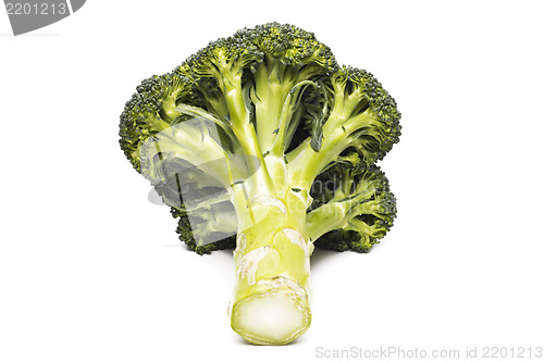 Image of Broccoli vegetable isolated on white background