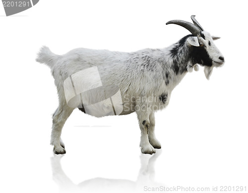 Image of Black And White Goat