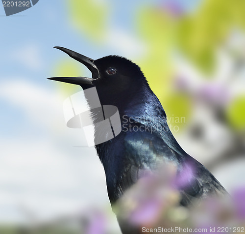 Image of Singing Blackbird
